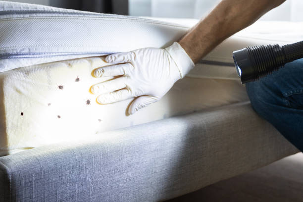 Best Pest Prevention Services  in Piedmont, SD