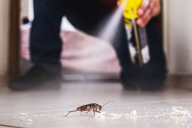 Flea Control Services in Piedmont, SD