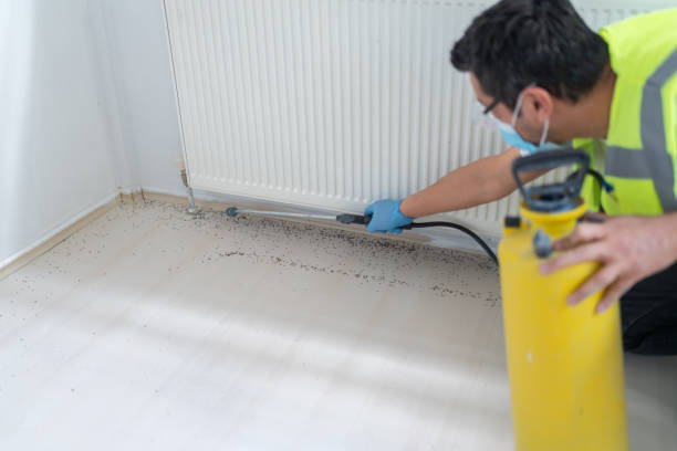 Best Termite Control Services  in Piedmont, SD